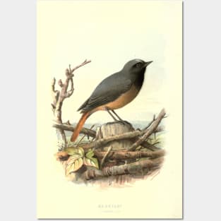 Redstart Posters and Art